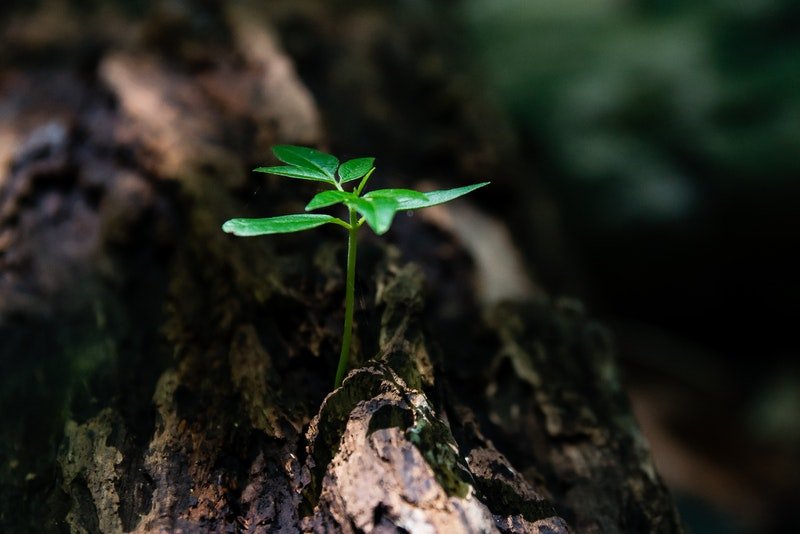 A small green plant budding.