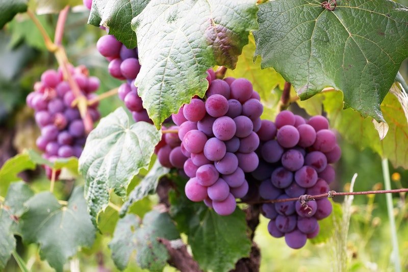 A close up of bright purple grapes hanging off of a vine.